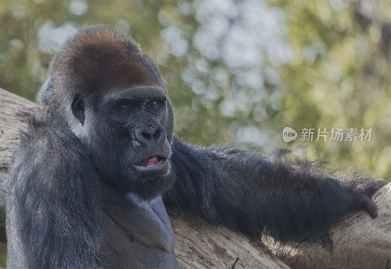 Lowland Gorilla (Gorilla_gorilla) relaxed but alert